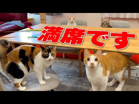 猫の動画サムネイル - 【悲報】新しいダイニングテーブルが届いたけど、座れるのは人間じゃありませんでした。
