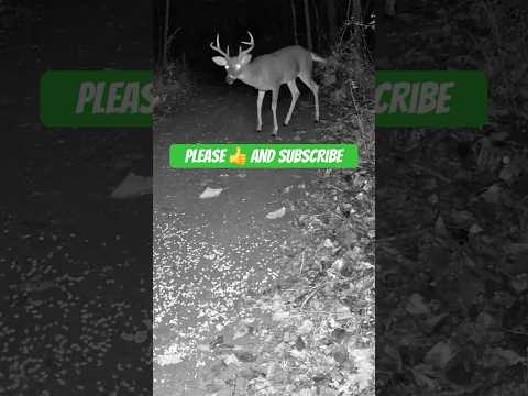 Majestic Buck Walks Out of the Woods | Caught on Trail Camera at Night #shorts