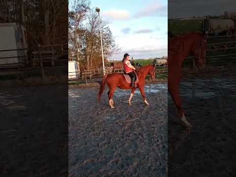 #rock #music #metal #horses #horse #cat #paardrijden