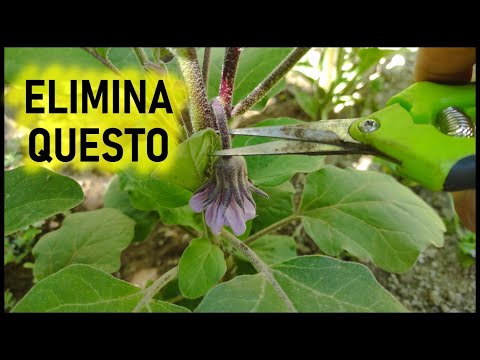 Per un raccolto abbondante delle melanzane elimina i fiori figliastri