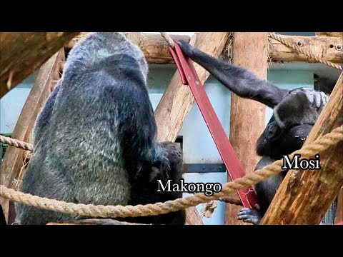 Young Male Gorilla Loves Quietly Watching and Spending Time with Baby Makongo