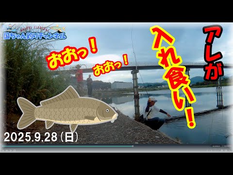 【大阪・秋の小物釣り・オイカワ】大和川はヤバい！鯉っ子が爆釣！？釣り仲間と夕方のべ竿で小物数釣りを楽しんで来ました！マルキュー九ちゃん練りエサ