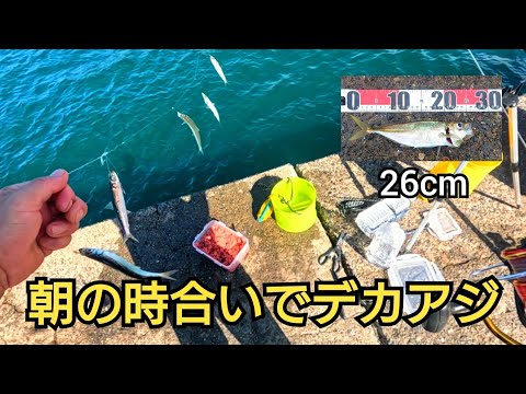 朝マズメ、投げサビキで26cmのデカアジ!!その後ウルメイワシが鈴なり！