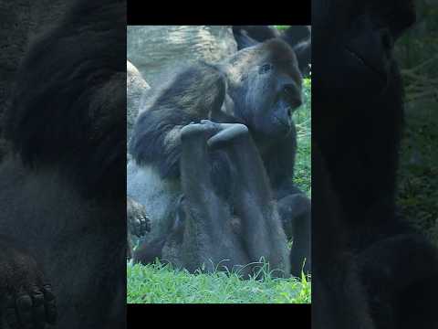 cute #gorilla couple 🤣 #gorillatag #金剛猩猩 #台北市立動物園 #zoo #animals サムネイル