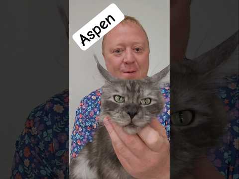 Our Stunning Black Smoke Maine Coon, Aspen! Our Stunning Black Smoke Maine Coon, Aspen!

Get ready to admire the beauty of our gorgeous Black Sm