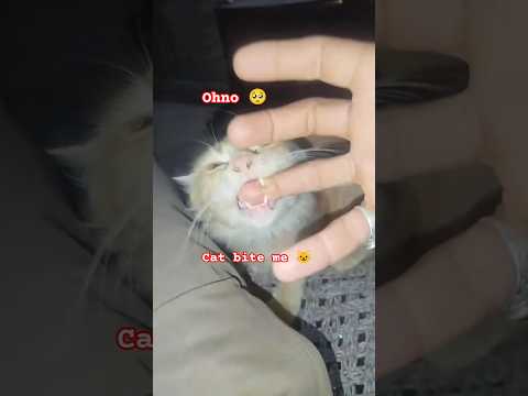 my finger😬fluffy sweetie angry 👋🥴 cat's math's #shorts