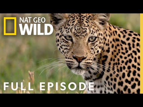 Leopard's Rock (Full Episode) | Savage Kingdom