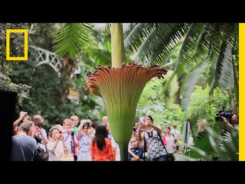 The Corpse Flower: Behind the Stink - UCpVm7bg6pXKo1Pr6k5kxG9A