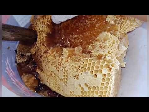 Apakah Madu Asli Murni Dikerubuti Semut?