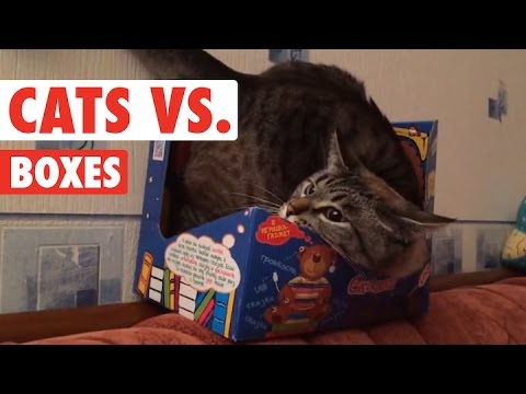 Cats in Boxes || Cats VS Boxes Funny Pet Compilation - UCPIvT-zcQl2H0vabdXJGcpg