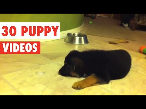 30 Puppy Videos Compilation 2016 - UCPIvT-zcQl2H0vabdXJGcpg