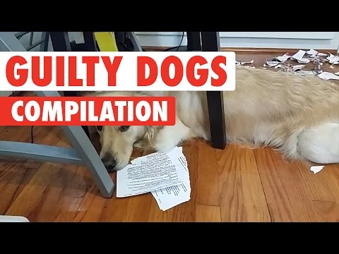 Guilty Dogs Video Compilation 2017 - UCPIvT-zcQl2H0vabdXJGcpg