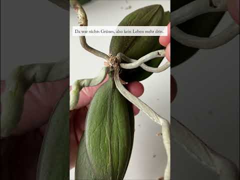 Schrumpelige Blätter an Orchideen - so werdet ihr sie wieder los!