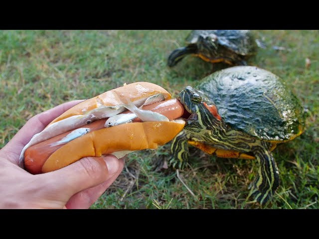 Can Turtles Eat Hot Dogs?
