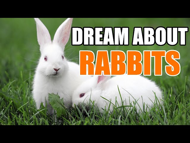 What Does It Mean To Dream About A Rabbit Or A Bunny?