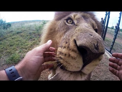 GoPro: Wild Animal Dental Surgery with Kevin Richardson - UCqhnX4jA0A5paNd1v-zEysw