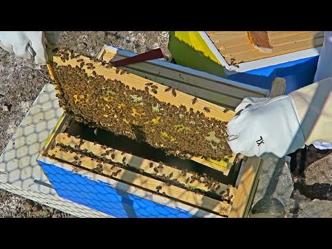 Honey Bee Hive Inspection - UCkDbLiXbx6CIRZuyW9sZK1g