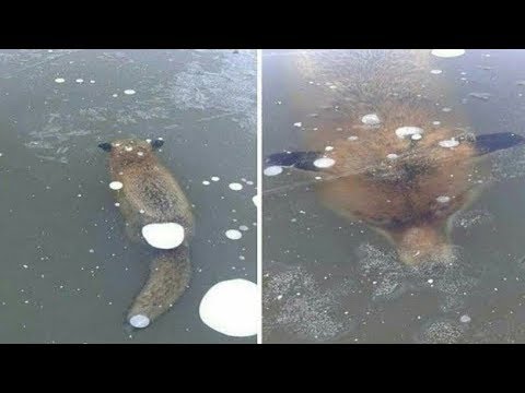 5 animals Found Frozen In Ice - UCH7IZhznY_65jJkiHPV48NA