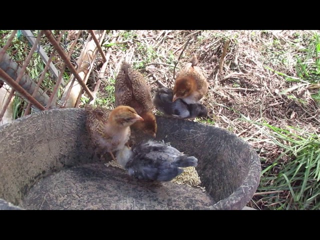 can-chickens-eat-uncooked-rice-hayfarmguy