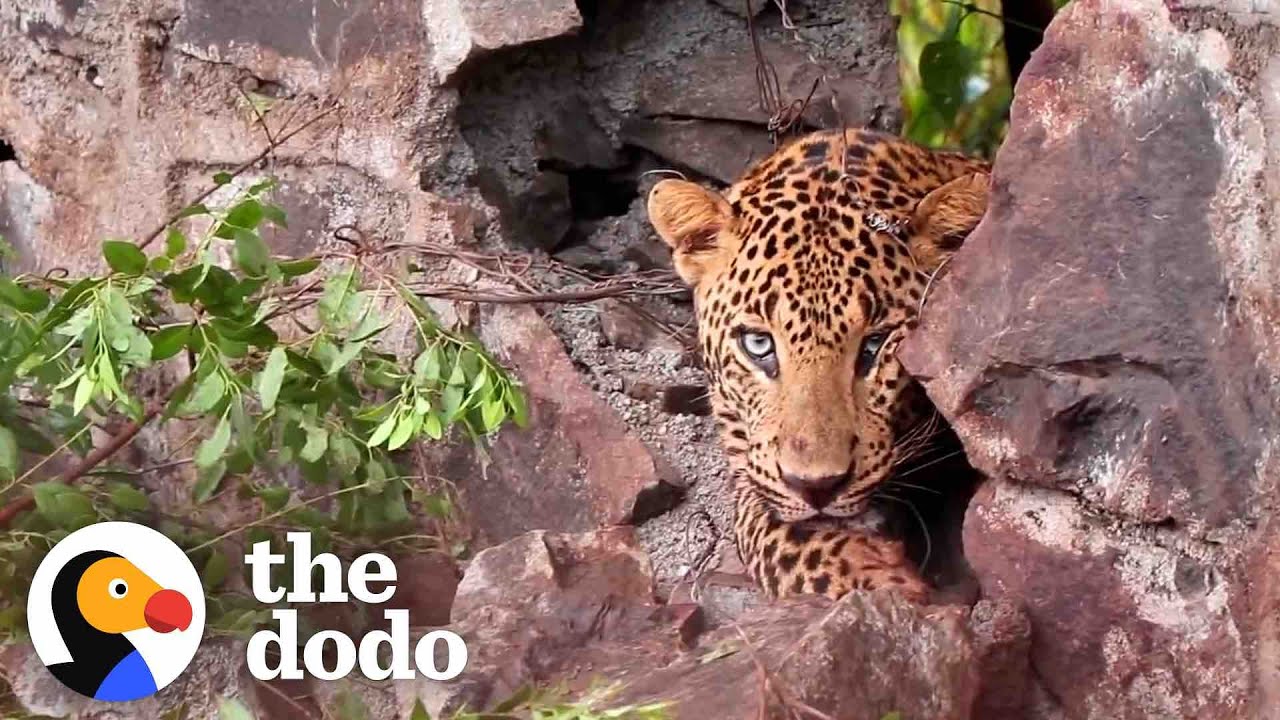 Pretty Leopard Gets Stuck In Tight Spot | The Dodo