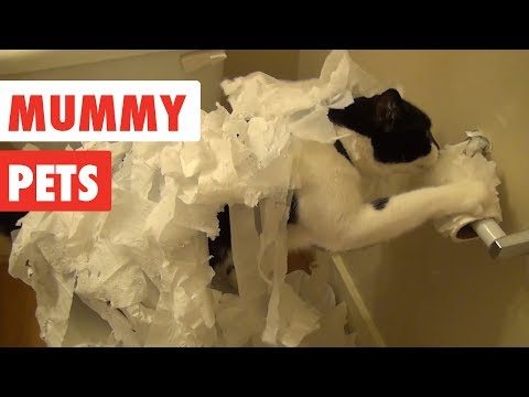 Mummy Pets | Funny Pet Video Compilation 2017 - UCPIvT-zcQl2H0vabdXJGcpg