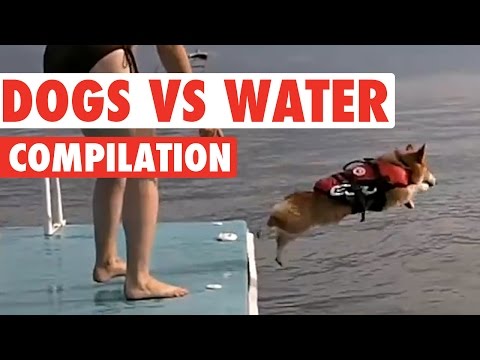 Amazing Dog vs Water Puppy Pet Video Compilation 2016 - UCPIvT-zcQl2H0vabdXJGcpg