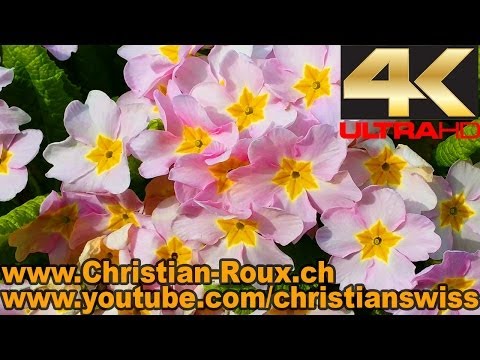 Postcard Spring Flowers (filmed with Samsung Galaxy Note 3 UHD/4K) - UCEFTC4lgqM1ervTHCCUFQ2Q