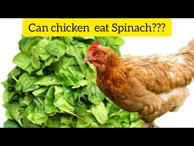 can-chickens-eat-spinach-hayfarmguy