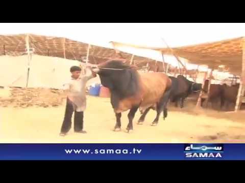 'Gabbar' In Karachi Cow Mandi 2016 