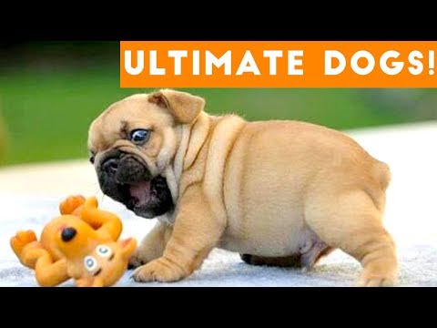 Ultimate FUNNY DOG Compilation of 2017 | Funny Pet Videos - UCYK1TyKyMxyDQU8c6zF8ltg