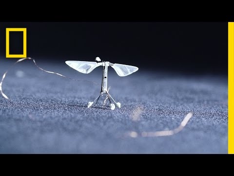 Tiny, Robotic Bees Could Change the World | National Geographic - UCpVm7bg6pXKo1Pr6k5kxG9A