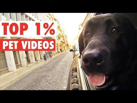 Top 1% || Funny Pet Compilation - UCPIvT-zcQl2H0vabdXJGcpg