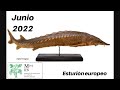 Image of the cover of the video;Junio 2022 - Esturión europeo