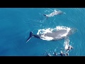 La baleine Mareva attaque un groupe de baigneurs 