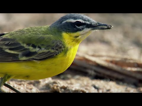 Deadly Oasis In The Sahara Desert - Africa - BBC - UCwmZiChSryoWQCZMIQezgTg