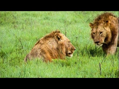 Extraordinary Lion Hunt Filmed | Attenborough 60 Years In The Wild | BBC Earth - UCwmZiChSryoWQCZMIQezgTg