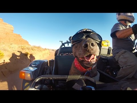 GoPro: Ara and Spirit "The Sidecar Dog" - UCqhnX4jA0A5paNd1v-zEysw