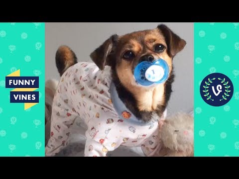 Funny Animals Vines V2 March 2018 Compilation | Cute Pets, Dogs, Birds, Cats Videos Monthly Montage - UCd07rKJ7Q0pg5ths7Pz8k8Q