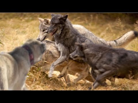 Single Kangal fights off a pack of hungry wolves!!! - UCI-mqa072aPsYSijI3pzxzw