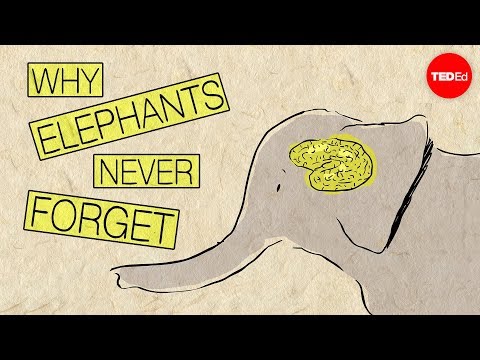 Why elephants never forget - Alex Gendler - UCsooa4yRKGN_zEE8iknghZA