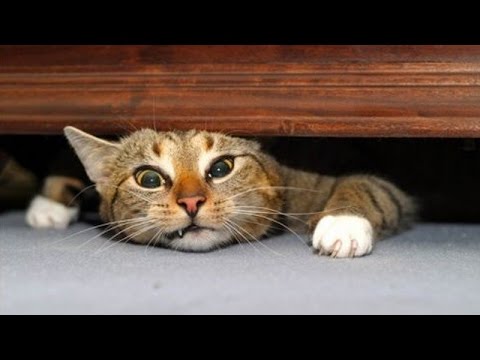 The very best and funniest CAT moments - Funny cat compilation - UCKy3MG7_If9KlVuvw3rPMfw