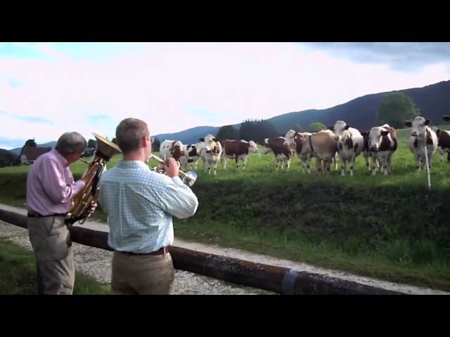 How Cows and Jazz Music Connect