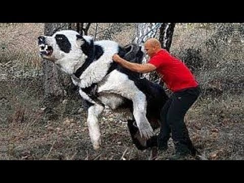 Giant Dogs of the World Part 2!!! - UCI-mqa072aPsYSijI3pzxzw