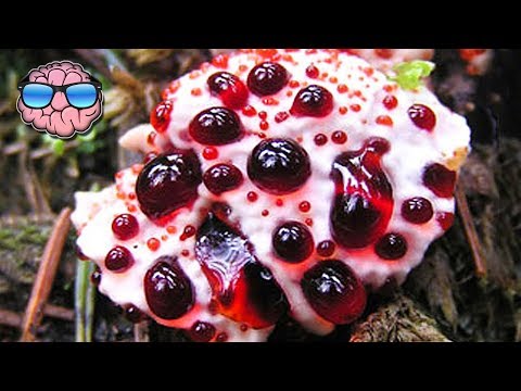 Top 10 MOST DEADLY MUSHROOMS IN THE WORLD - UCa03bf8gAS2EtffptV-_jfA