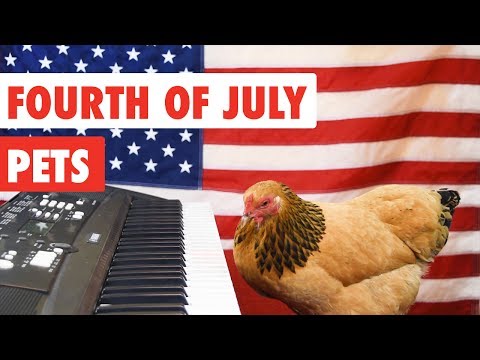 Fourth of July Pets | Funny Pet Video Compilation 2017 - UCPIvT-zcQl2H0vabdXJGcpg