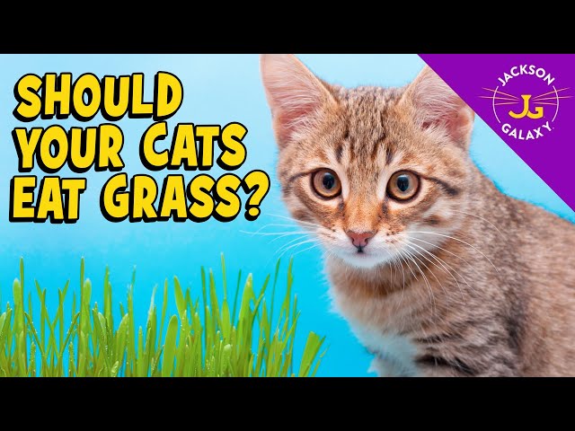 Can Cats Eat Grass Hayfarmguy