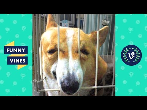 Try Not To Laugh or Grin - Funny Vines Animals Compilation - UCd07rKJ7Q0pg5ths7Pz8k8Q