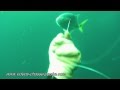 Carangue Hippos tiré en chasse sous-marine