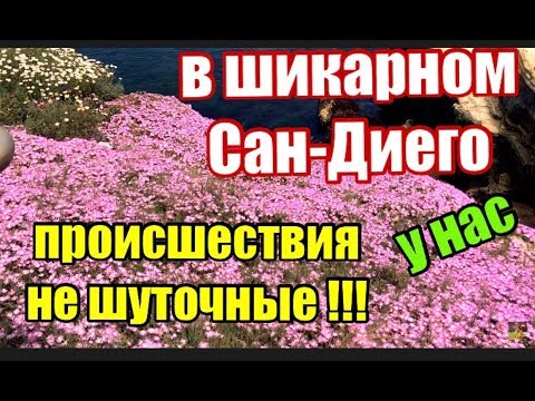 САН-ДИЕГО.СОБАКА НАМ ЖЕСТКО ОТОМСТИЛА.ПРИКОЛЬНЫЕ ШТУЧКИ.ДРАКА НА ПЛЯЖЕ ЗА ЖЕНСКИЙ РОД - UCFQkyR90tP3FCmC88Yd-0fg