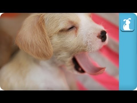 Cuddling Three Puppies - Puppy Love Moments - UCPIvT-zcQl2H0vabdXJGcpg